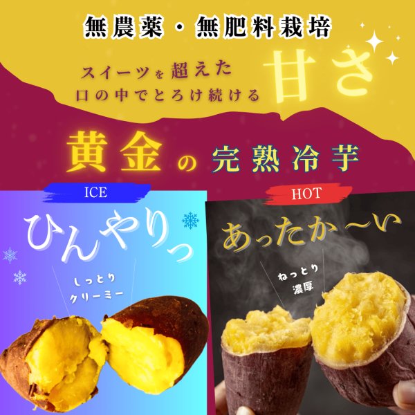 画像2: 黄金の完熟冷芋を知らないか（2kg） (2)