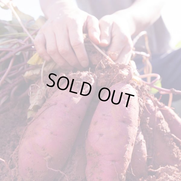 画像1: 「信州産 紅ハルカ」黄金のさつま芋  10kg (この商品のみ単独で送ります) (1)