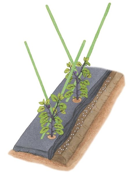 画像1: [お任せマイ畑] 農作物の仕立て等 代行サービス (1)