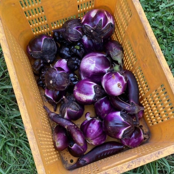 画像1: [お任せマイ畑] 収穫代行・発送サービス (1)