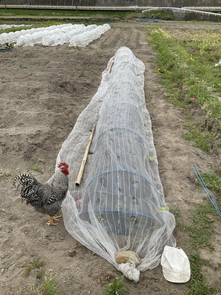 画像2: [お任せマイ畑] 不織布・防虫ネット張り代行サービス (2)