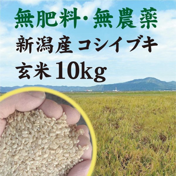 画像1: 令和７年【玄米】無肥料・無農薬　新潟産『コシイブキ』 (1)